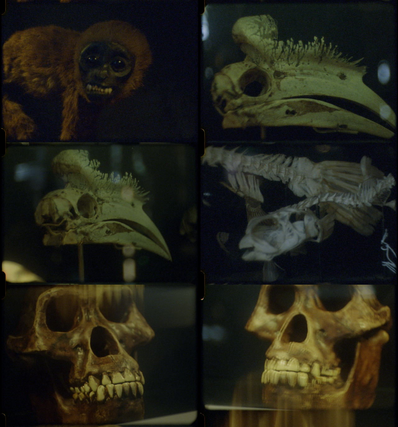 Zoology