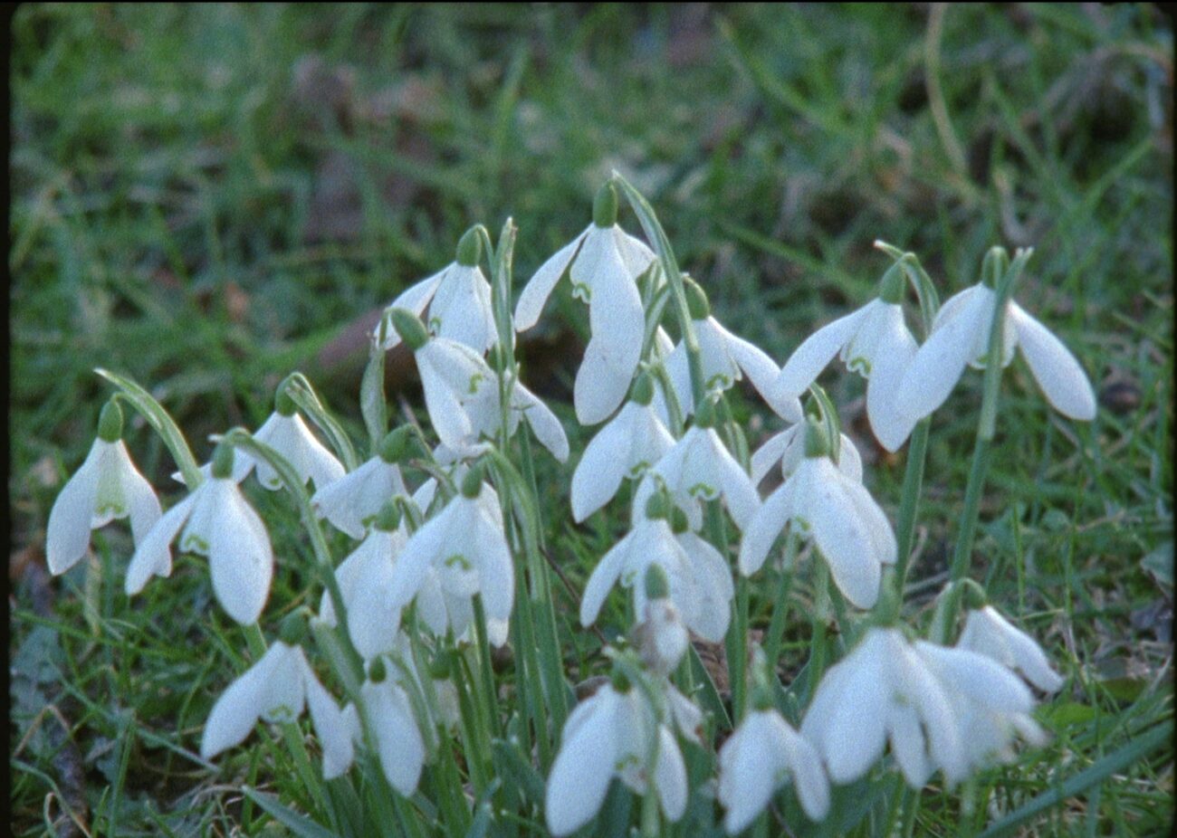 Snowdrop flowers in late spring light.