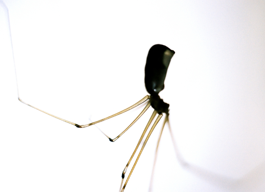 Spider
